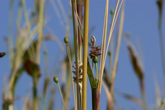 Coix lacryma-jobi